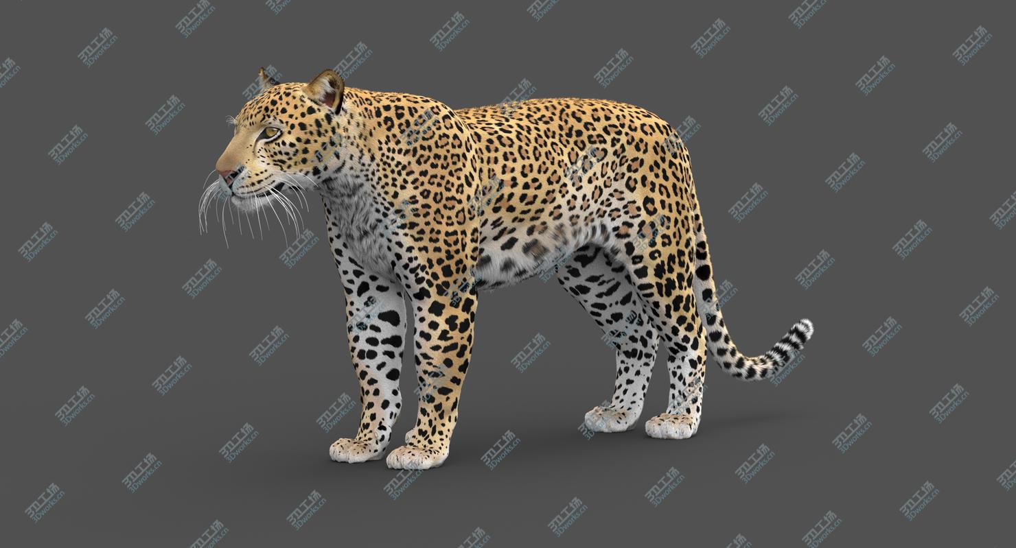 images/goods_img/2021040161/Leopard (Rigged-Fur) 3D model/3.jpg